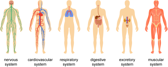 human-body-systems-quizizz