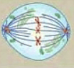 the cell cycle and mitosis - Year 6 - Quizizz