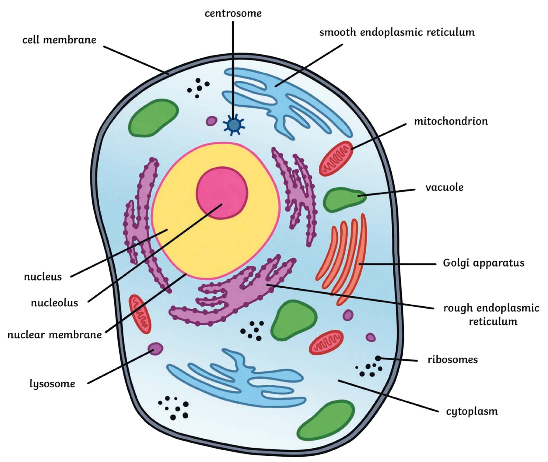 Biologi - Kelas 1 - Kuis