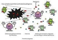 el sistema inmune - Grado 8 - Quizizz