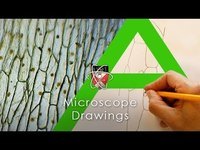 Drawing Lines - Year 9 - Quizizz