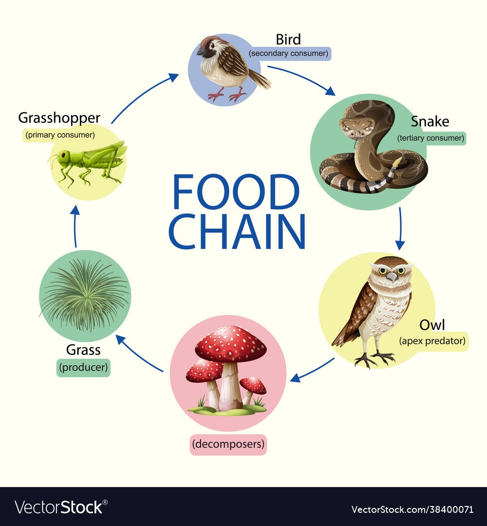 food chain - Year 10 - Quizizz