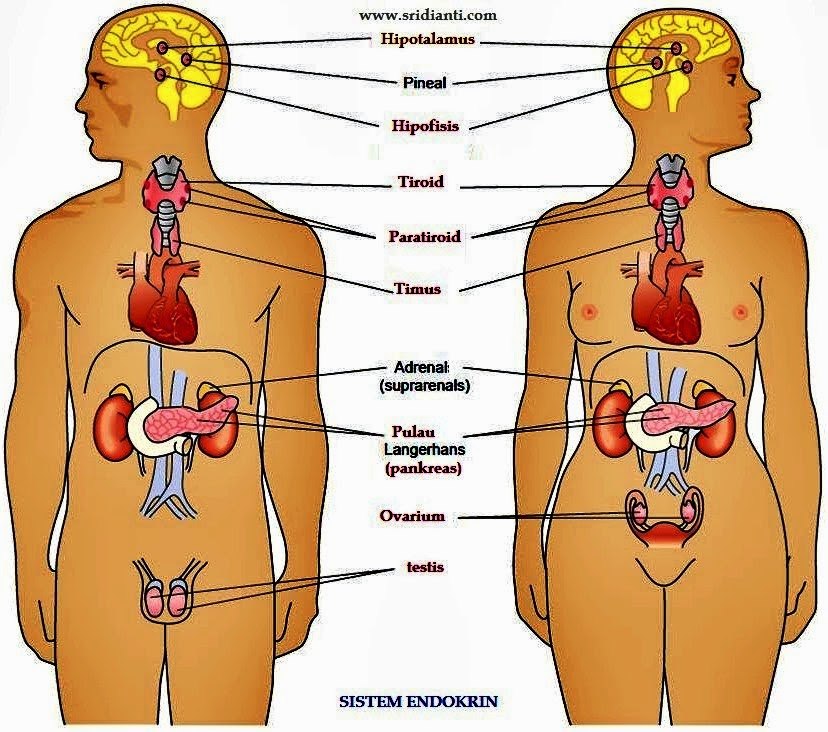 Mengenal Sistem Endokrin Sistem Hormon Yang Penting