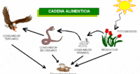 regra da cadeia - Série 5 - Questionário