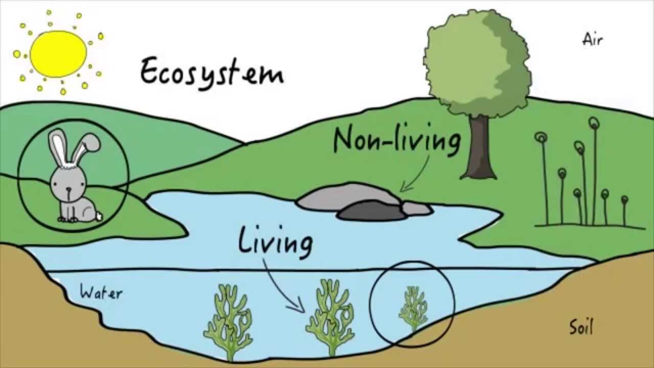 ecosystems - Class 11 - Quizizz