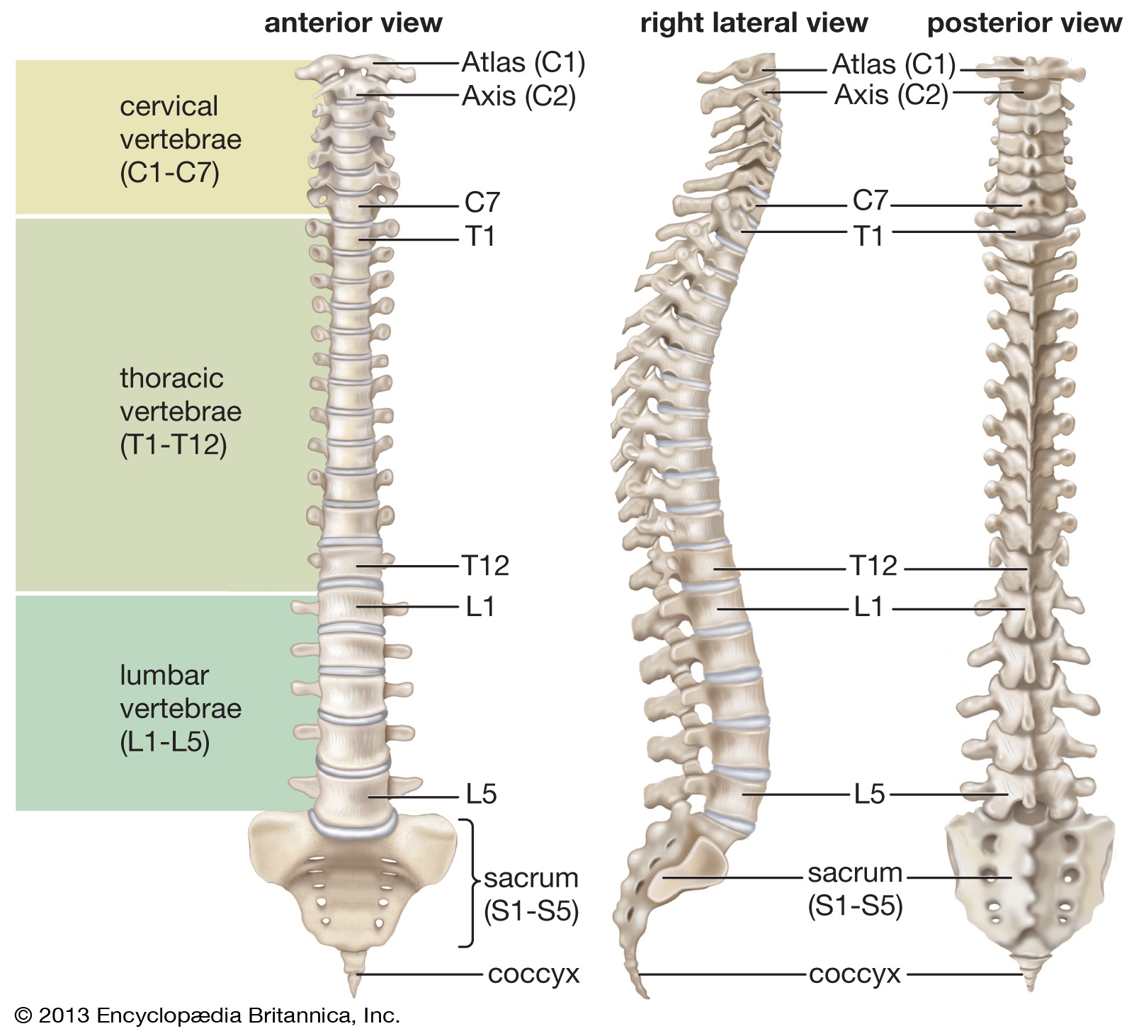 Science Olympiad Anatomy Skeletal System Week 5 Quiz Quizizz