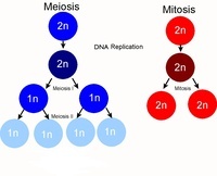 meiosis Flashcards - Quizizz