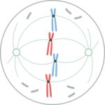 cykl komórkowy i mitoza - Klasa 11 - Quiz