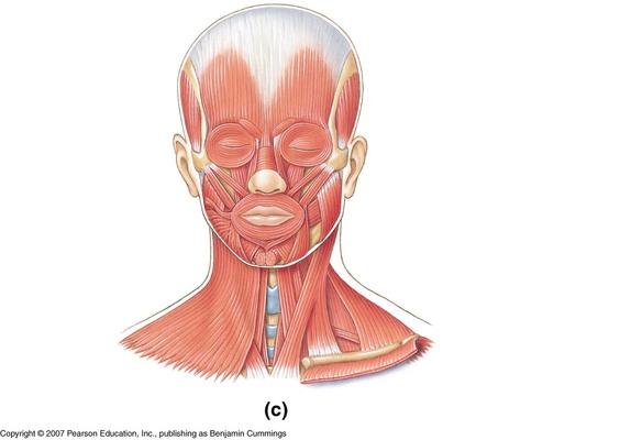 Head and Posterior Neck Muscles, 136 plays