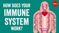 the immune system - Class 7 - Quizizz