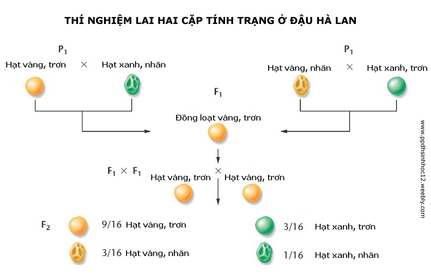 các kiểu sinh sản - Lớp 9 - Quizizz