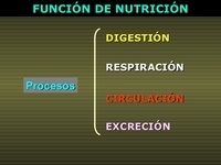 los sistemas digestivo y excretor - Grado 5 - Quizizz