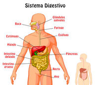 los sistemas digestivo y excretor - Grado 2 - Quizizz