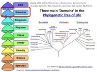 evolution and the tree of life - Class 10 - Quizizz