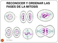 mitosis - Grado 10 - Quizizz