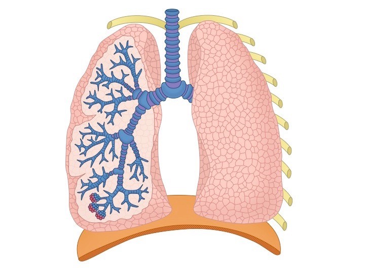 Respiratory System | Biology Quiz - Quizizz