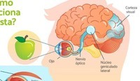 Palavras sensoriais - Série 7 - Questionário