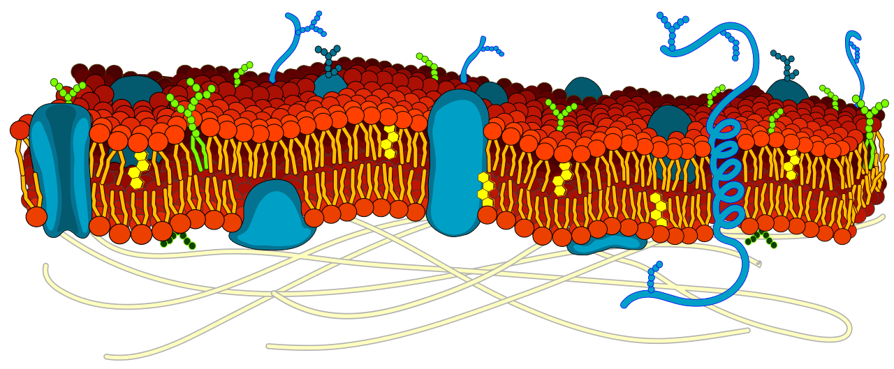 Cell Organelles - Quizizz