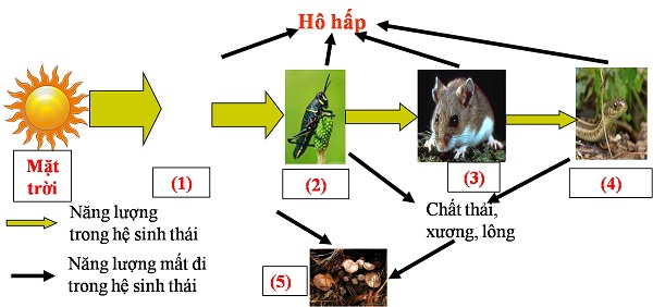 mô men xoắn và trạng thái cân bằng - Lớp 12 - Quizizz