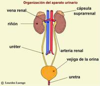 Cartões de anatomia Flashcards - Questionário