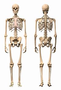 Axial and Appendicular Skeleton | 521 plays | Quizizz