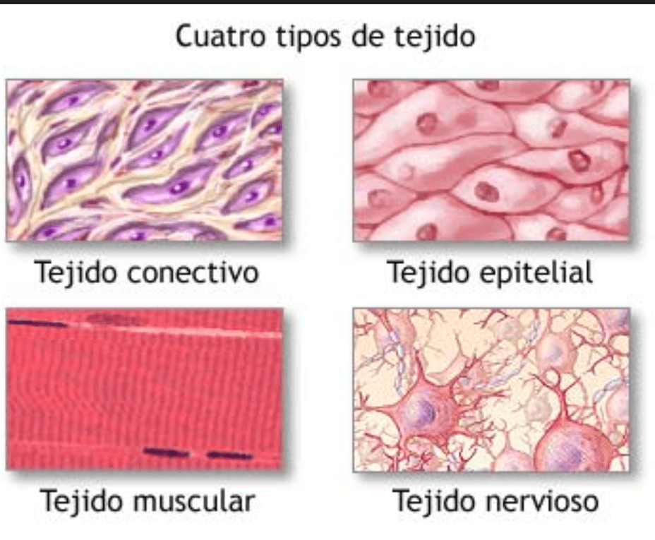 tejidos - Grado 1 - Quizizz