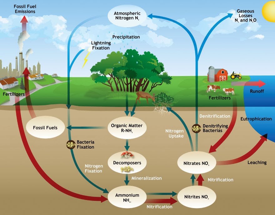 Nitrogen Cycle | 1K plays | Quizizz