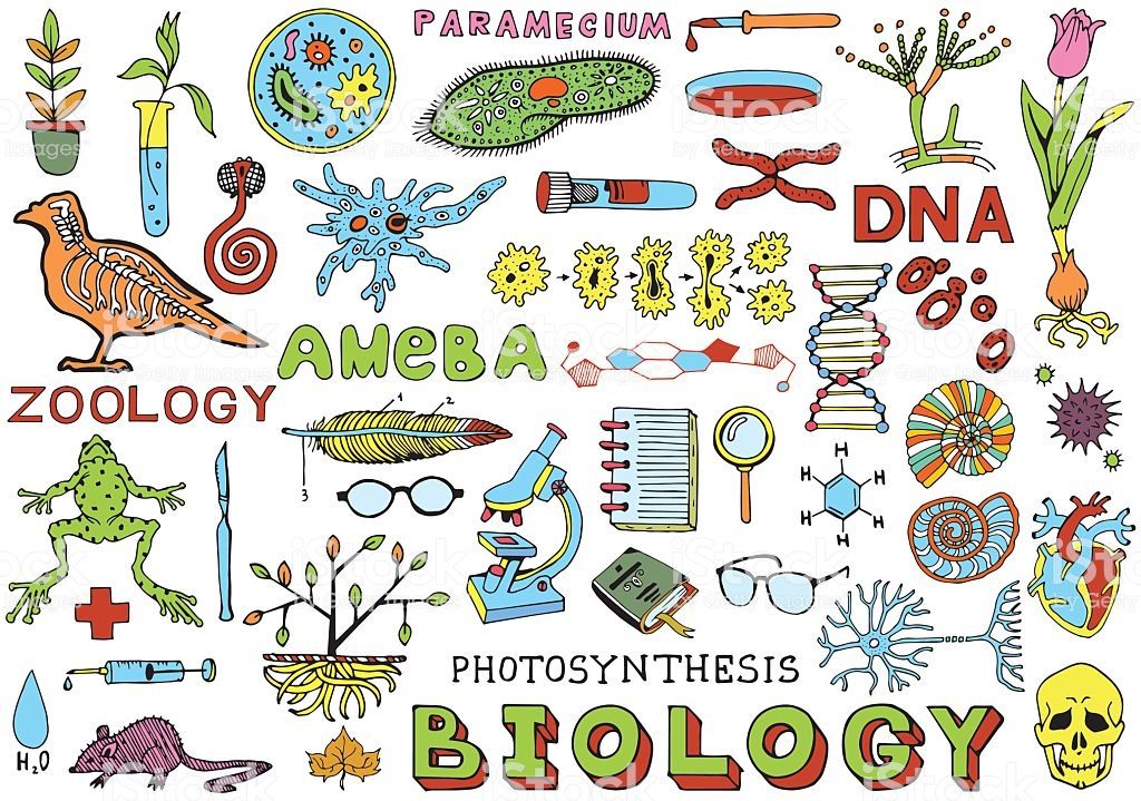 biología vegetal - Grado 3 - Quizizz