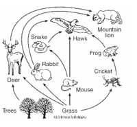 Food Chains and Food Webs | Biology Quiz - Quizizz