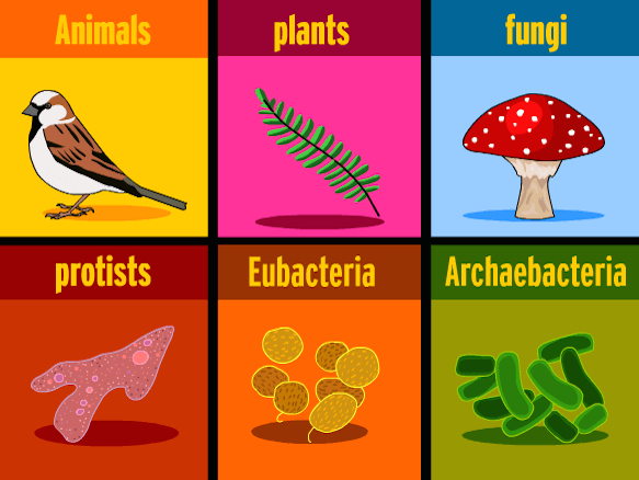 Kingdoms Of Life | Biology - Quizizz