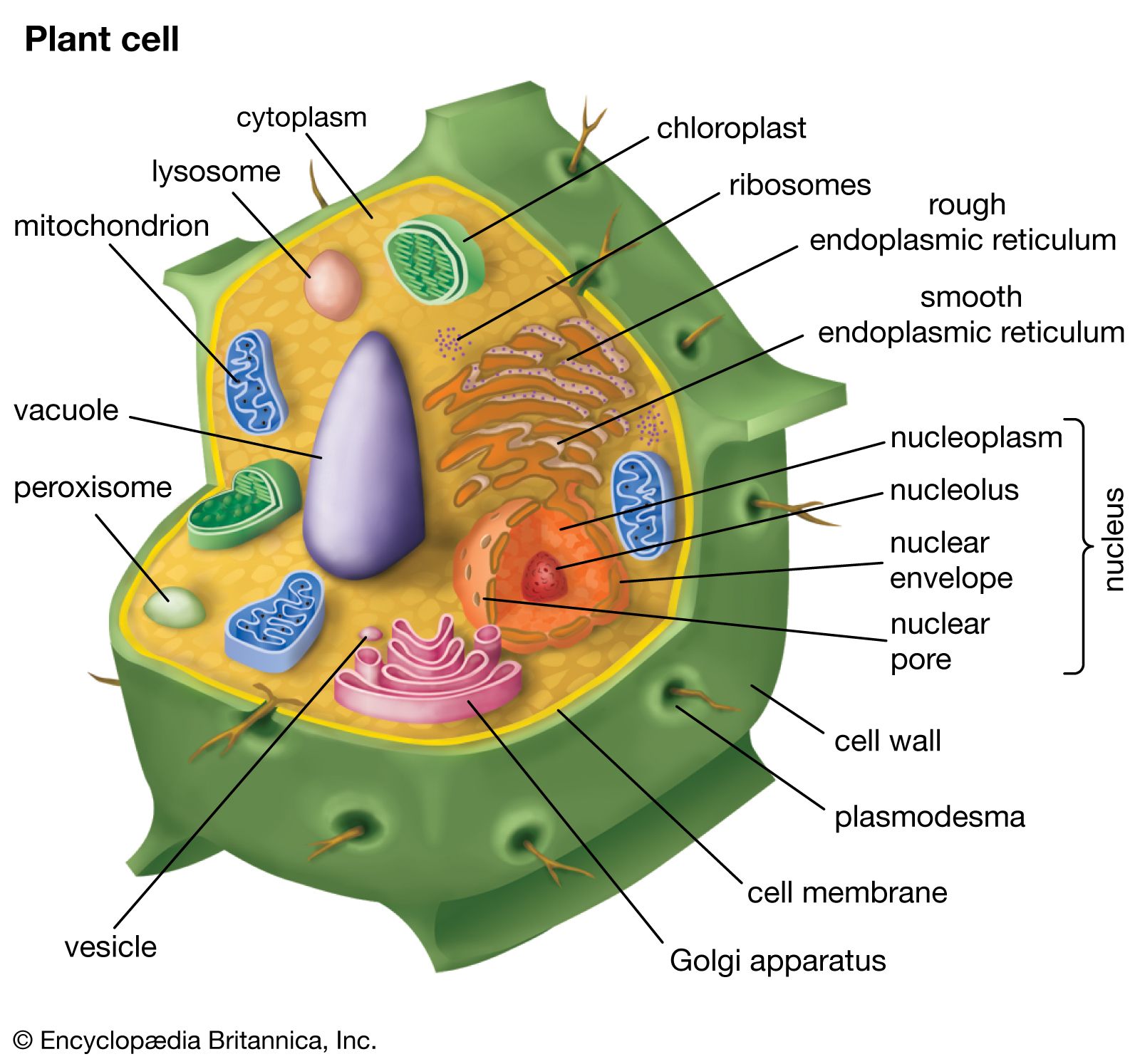 plant cell diagram - Grade 6 - Quizizz