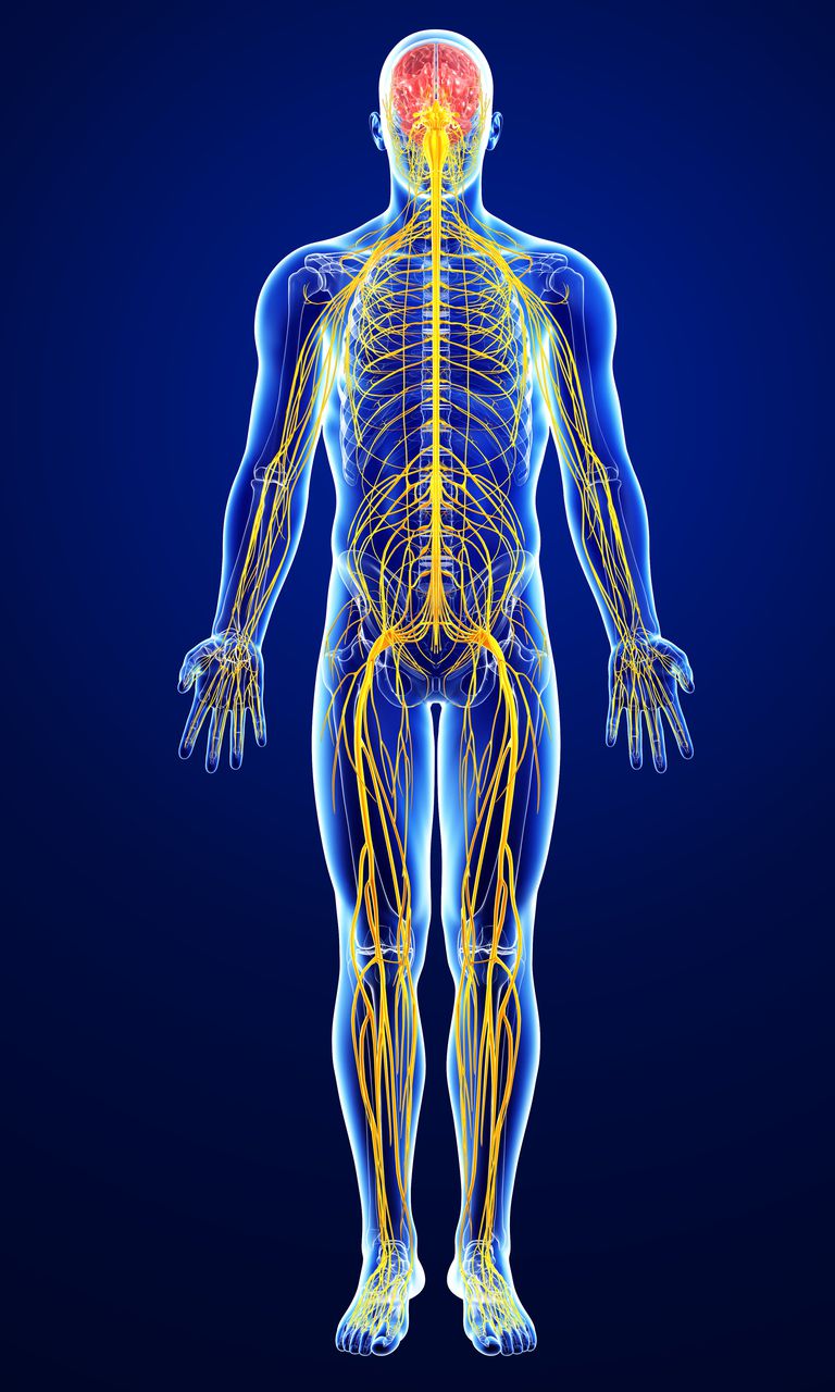 the nervous and endocrine systems - Grade 10 - Quizizz