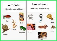 vertebrata dan invertebrata Kartu Flash - Quizizz