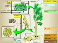 célula vegetal y animal - Grado 10 - Quizizz