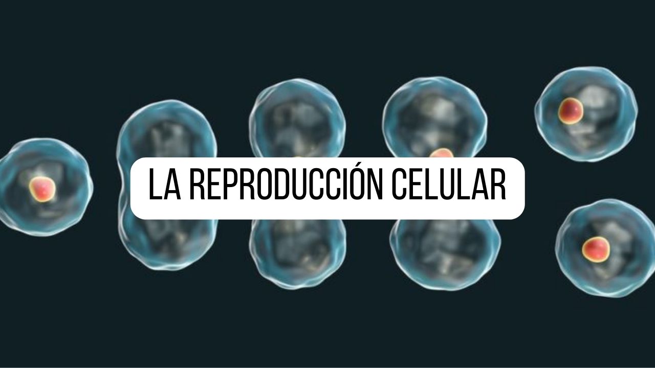 El ciclo celular y la mitosis. - Grado 12 - Quizizz