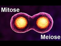 meiose Flashcards - Questionário