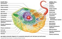 the cell membrane - Year 6 - Quizizz