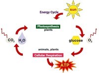 Energy - Grade 10 - Quizizz