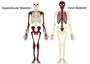 Skeletal System Part One Axial