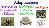 adaptaciones animales Tarjetas didácticas - Quizizz