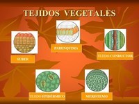 biologia vegetal - Série 5 - Questionário