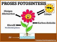 fotosintesis - Kelas 10 - Kuis