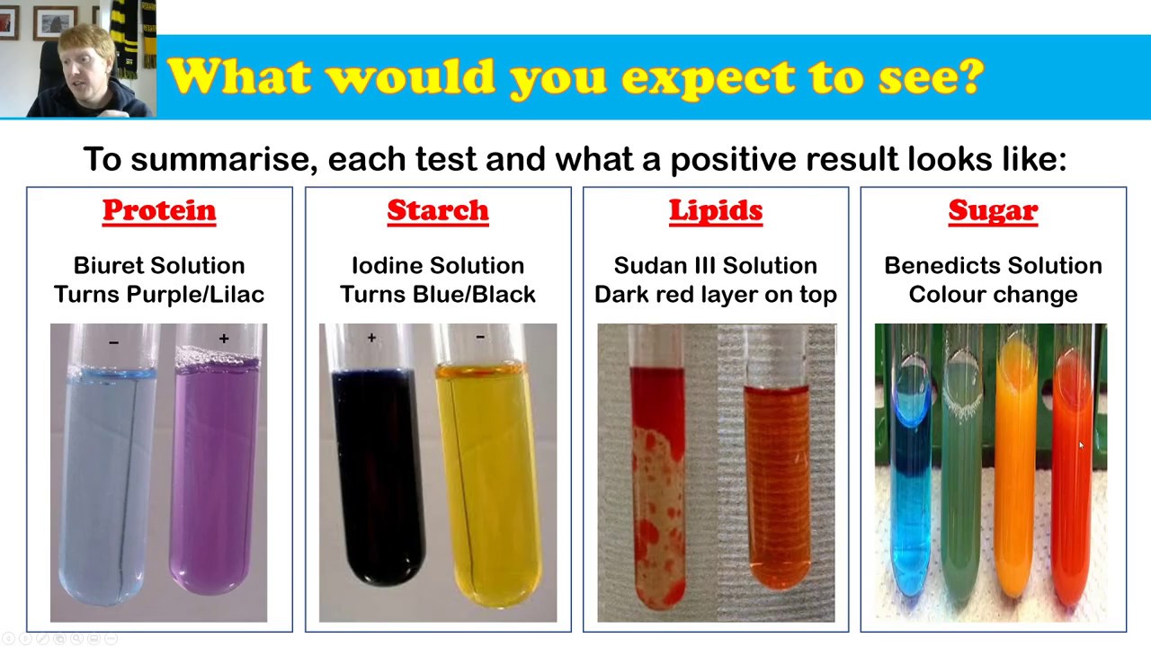 Food Test Science Quizizz