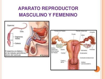 aparato reproductor masculino y femenino