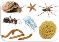 vertebrates and invertebrates - Year 11 - Quizizz