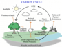 Carbon Cycle