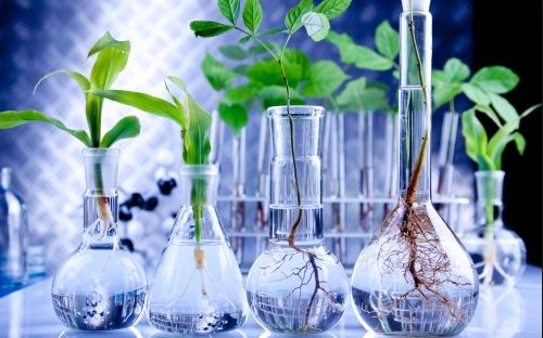 Dengan bioteknologi reproduksi tanaman secara vegetatif dalam jumlah yang banyak dan seragam dapat dilakukan melalui cara