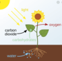 Photosynthesis and Respiration