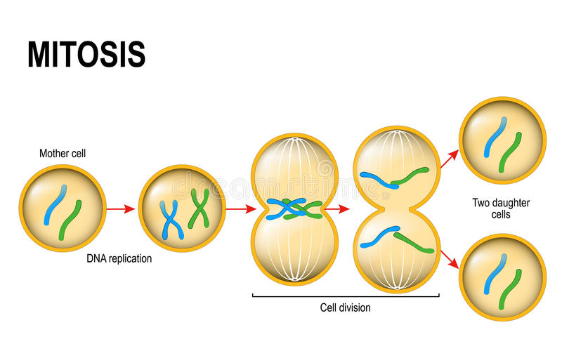 Phases of mitosis | Quizizz