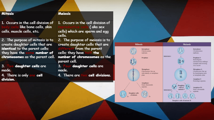 Cell Division: Mitosis And Meiosis | Biology - Quizizz